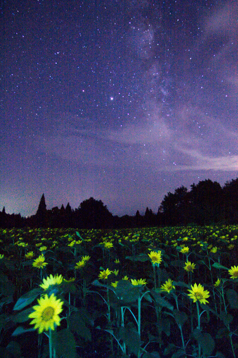 投稿写真：花と星