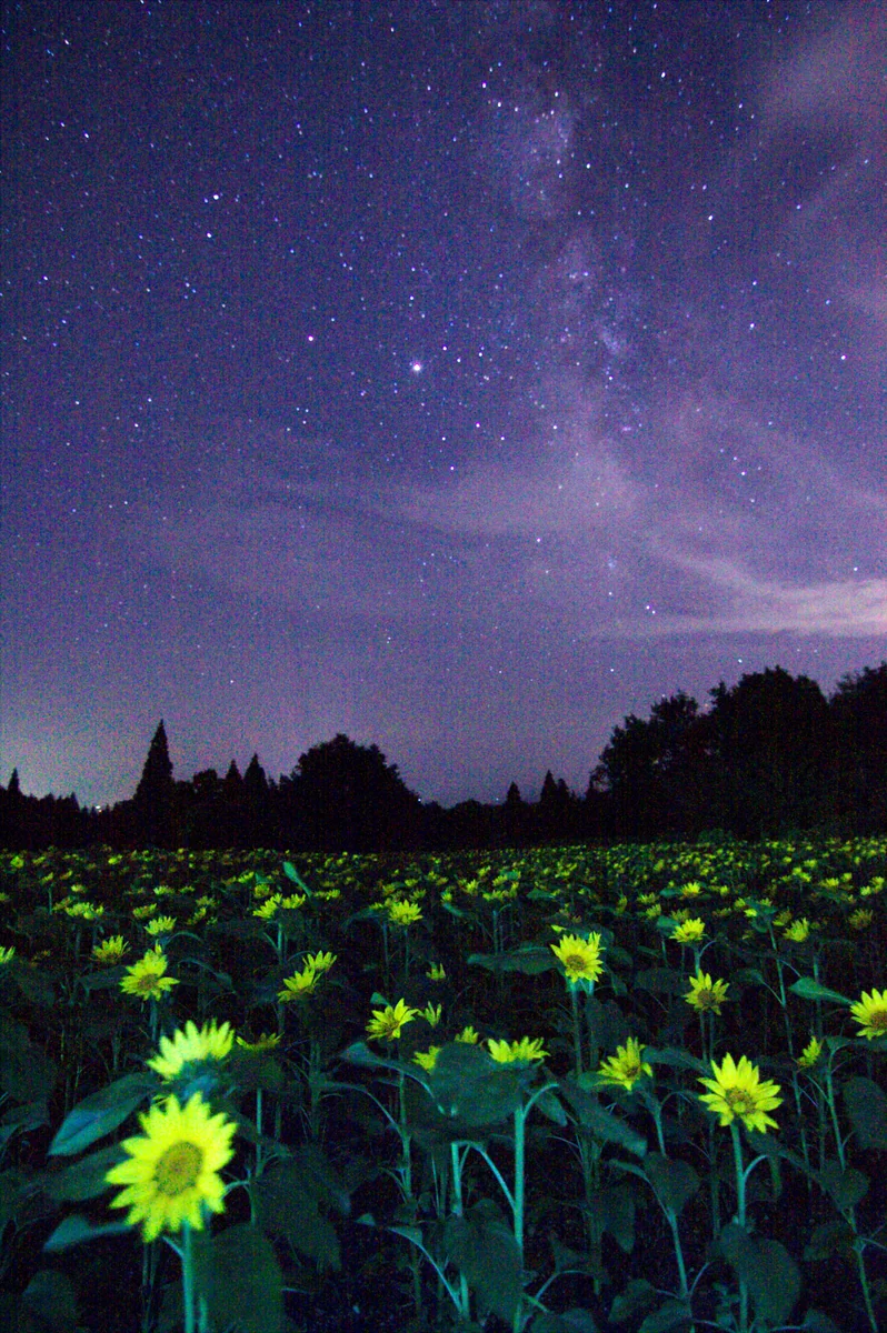 投稿写真：花と星