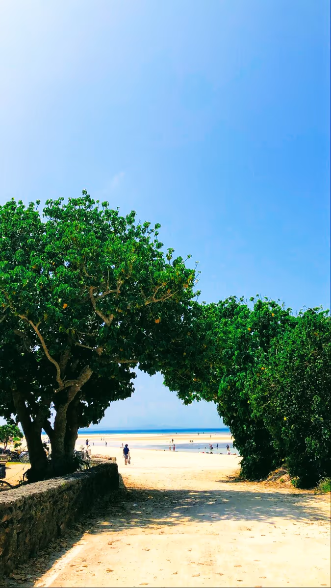 投稿写真：木からのぞく海