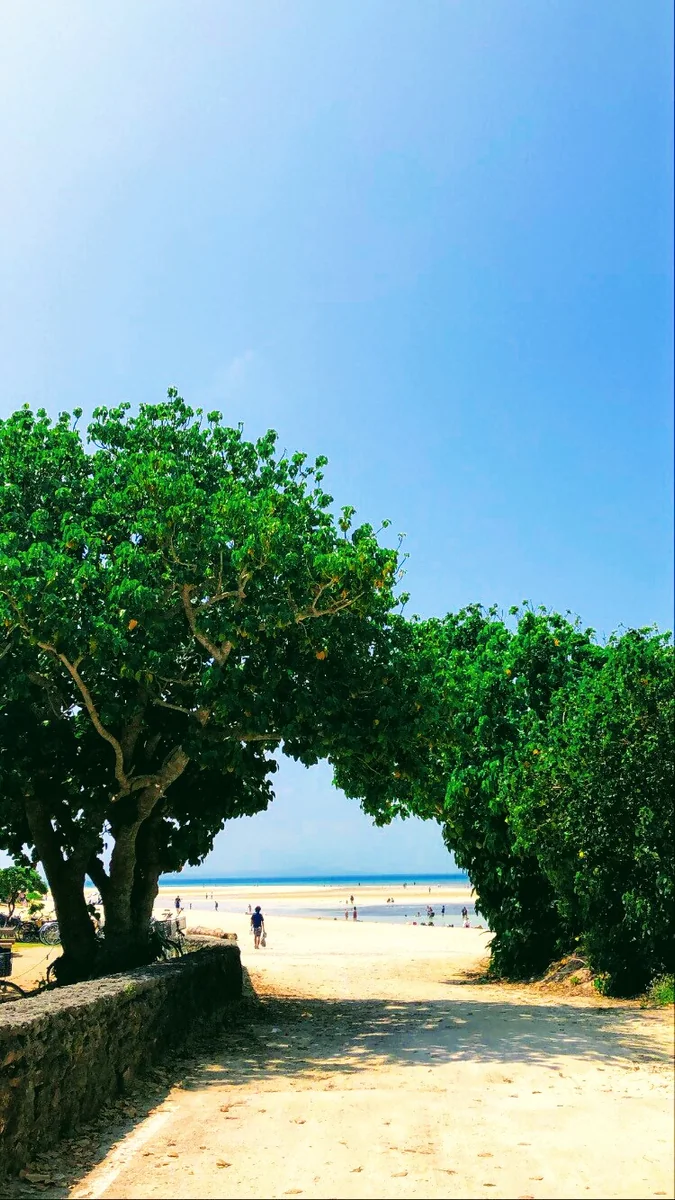 投稿写真：木からのぞく海