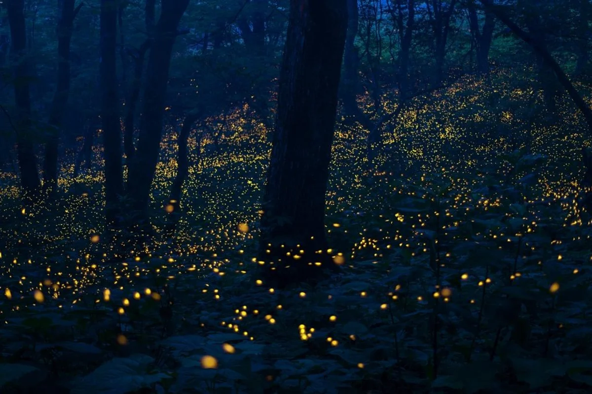 投稿写真：岩手県二戸市のヒメボタル