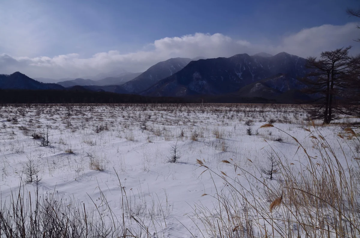 投稿写真：冬の枯野