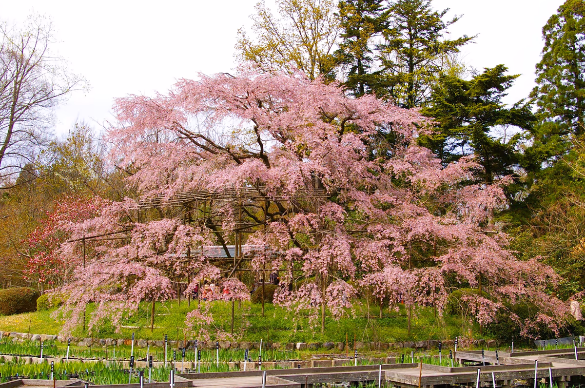 投稿写真：1本の枝垂れ桜