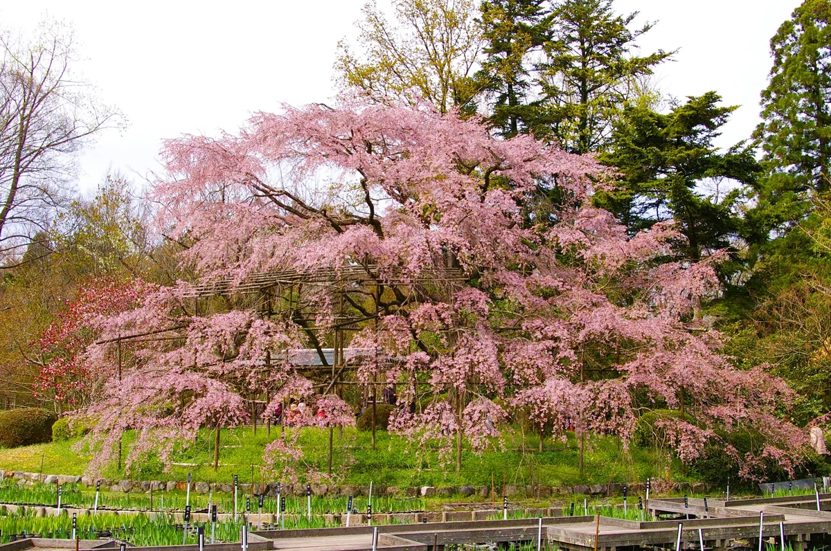 投稿写真：1本の枝垂れ桜