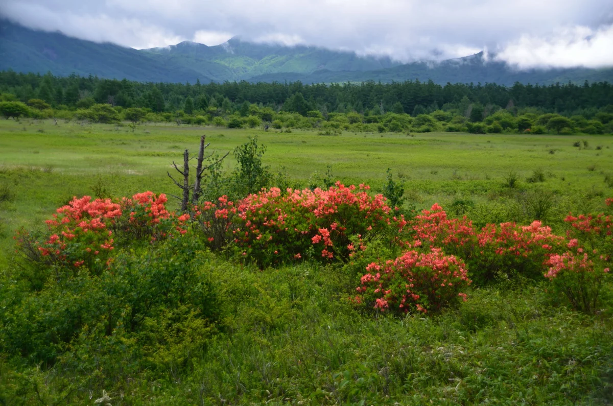投稿写真：小田代原のレンゲツツジ
