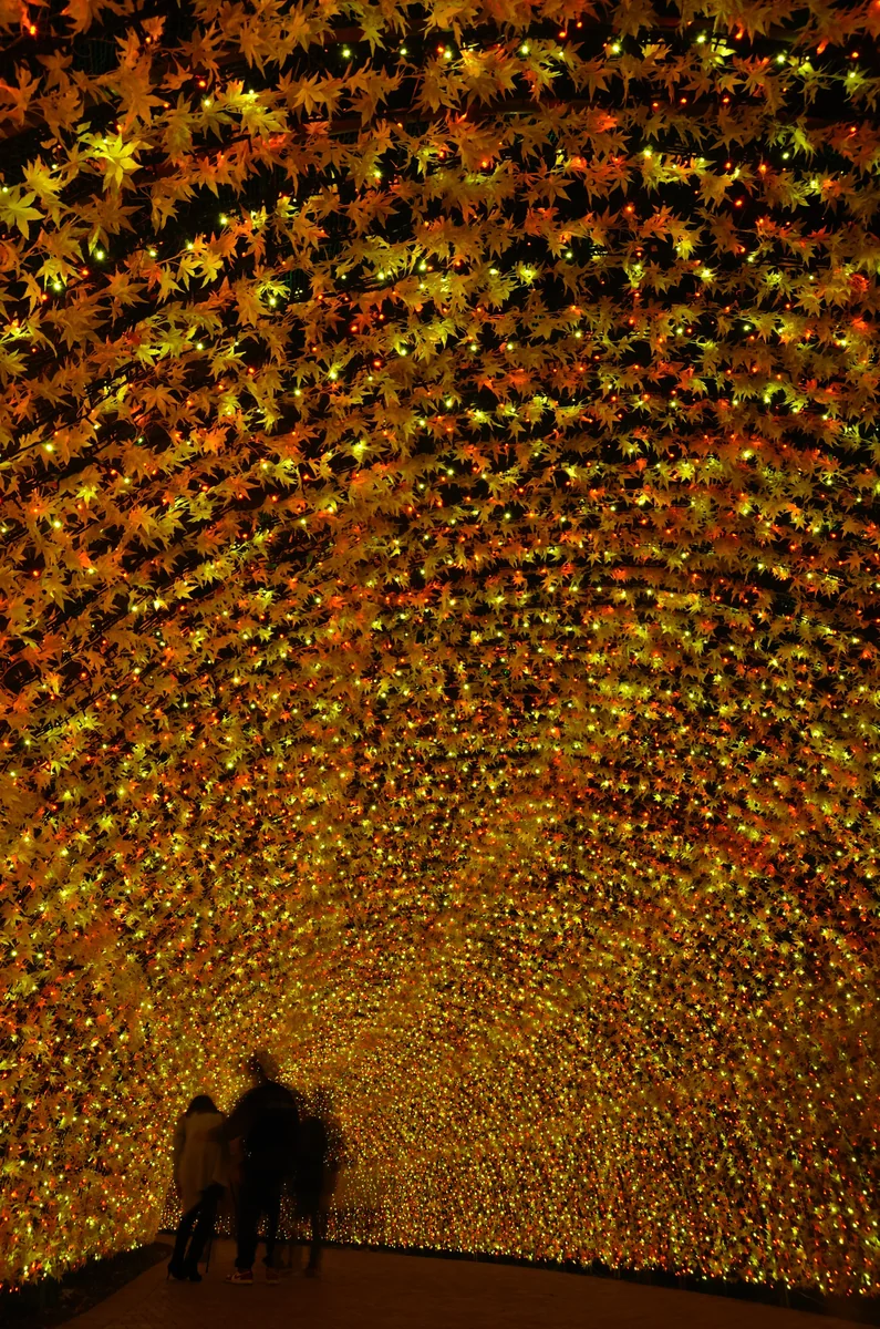 投稿写真：光のトンネル