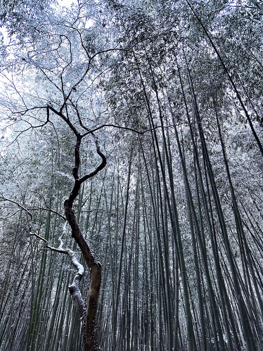 投稿写真：静寂の朝