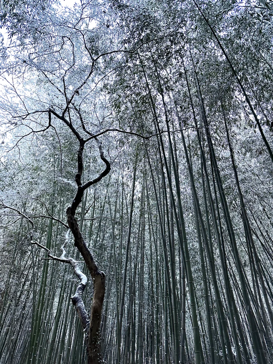 投稿写真：静寂の朝