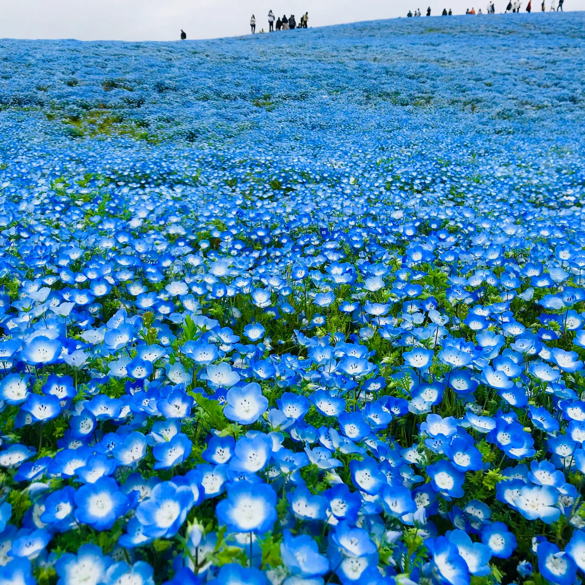 投稿写真：青い陽の温もりに包まれて