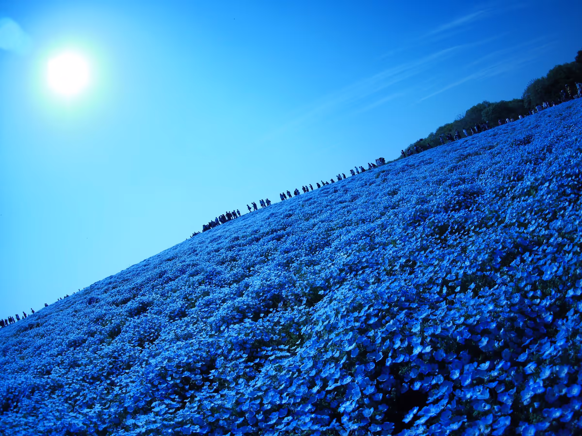 投稿写真：ネモフィラの丘