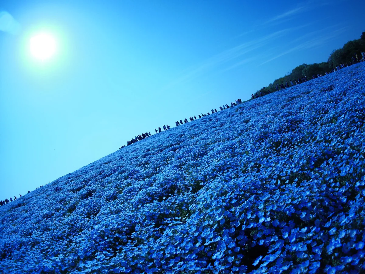 投稿写真：ネモフィラの丘