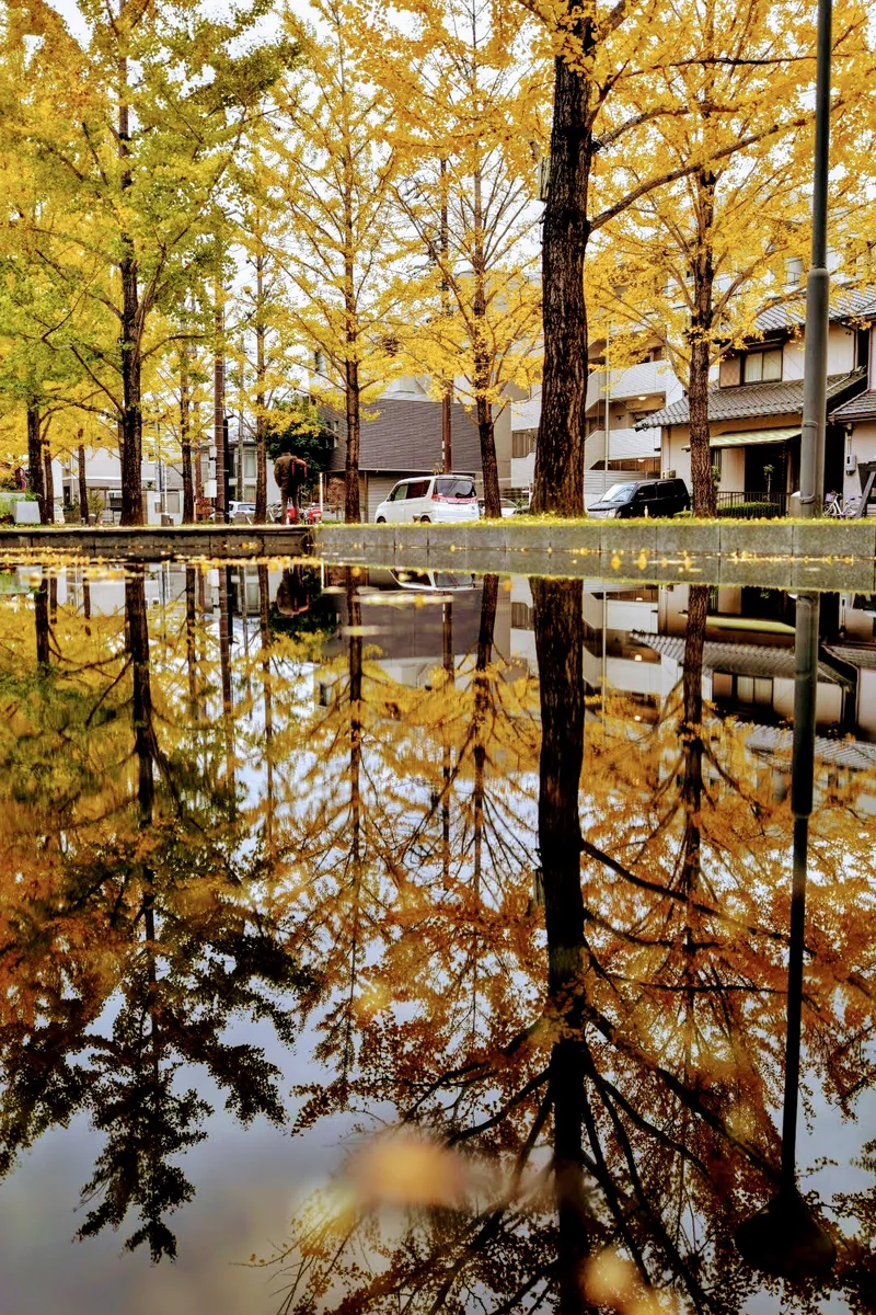 投稿写真：リフレクション