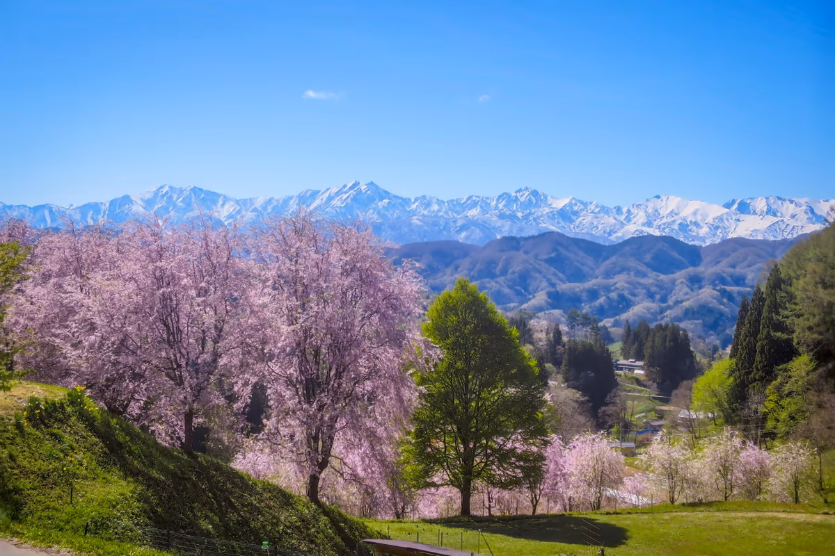 投稿写真：残雪の仁科三山とピンクの桜