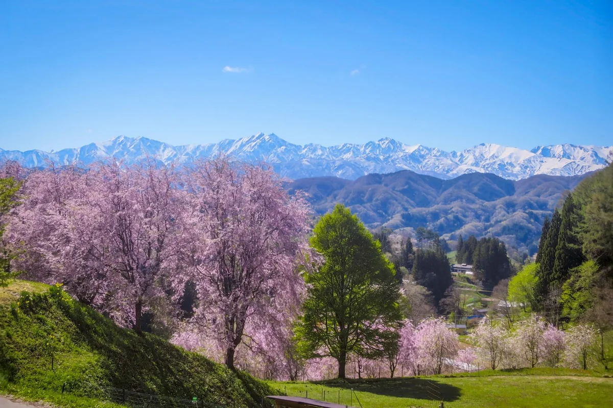 投稿写真：残雪の仁科三山とピンクの桜