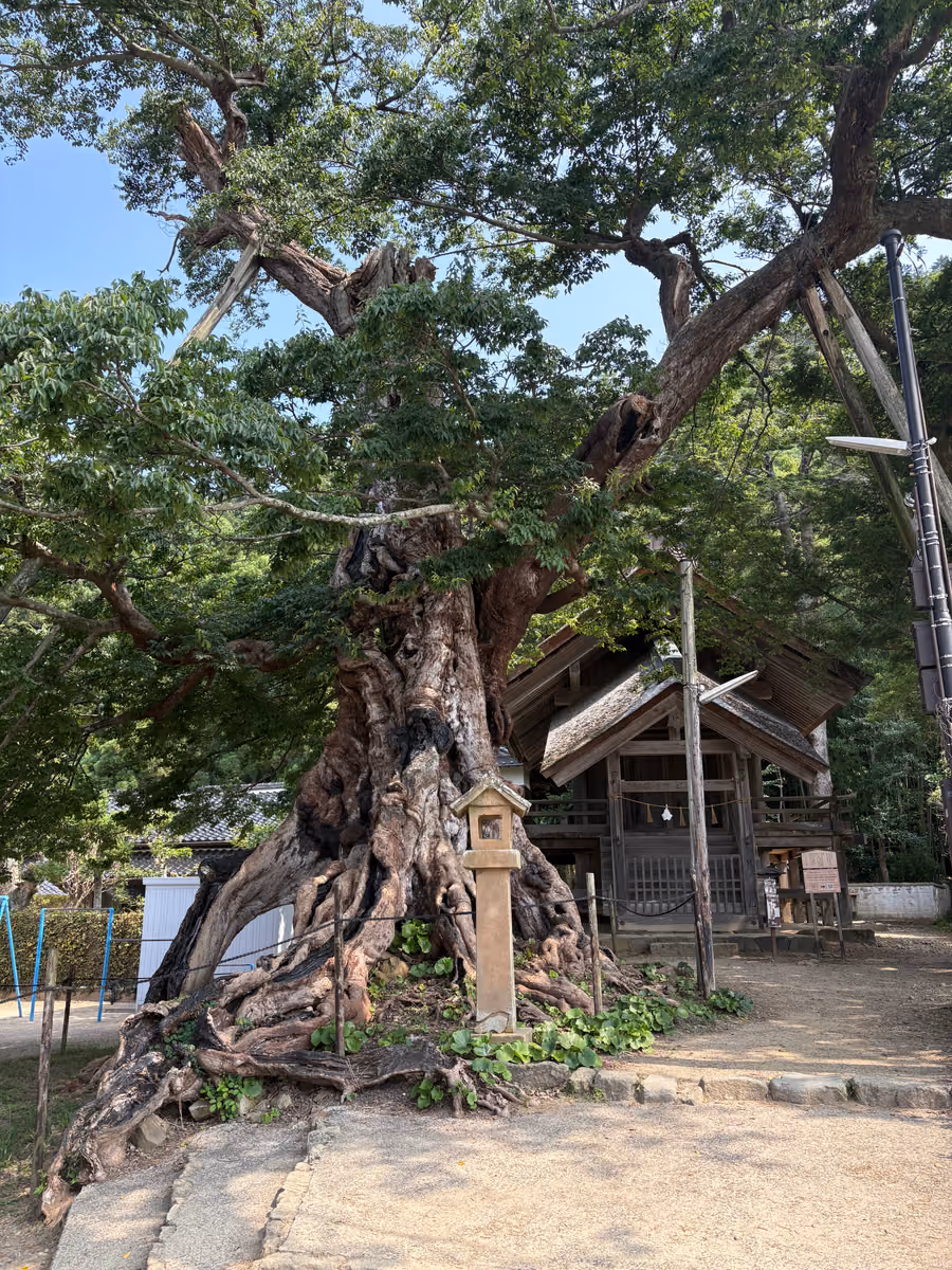 投稿写真：命主社のムクノキ 出雲大社
