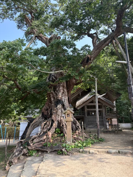 投稿：命主社のムクノキ 出雲大社
