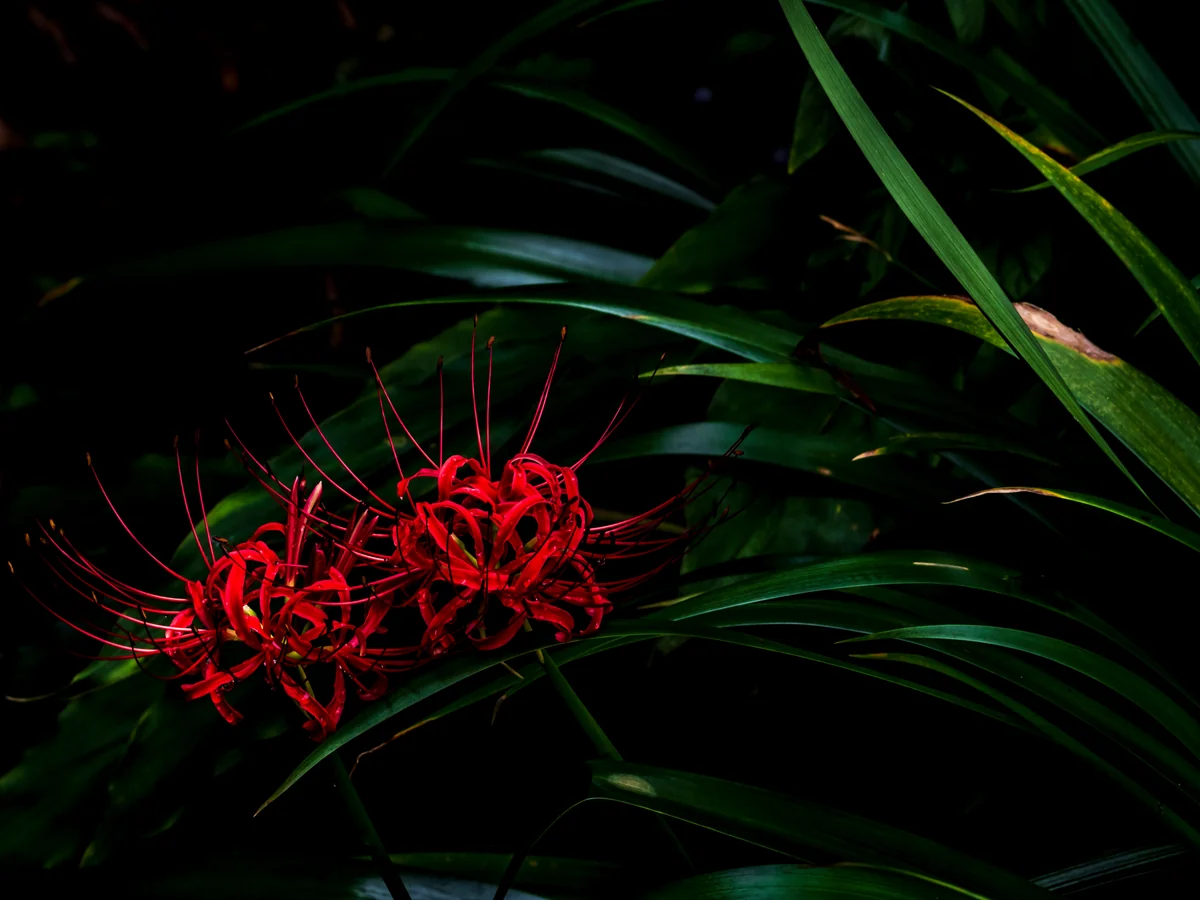 投稿写真：曇天の彼岸花