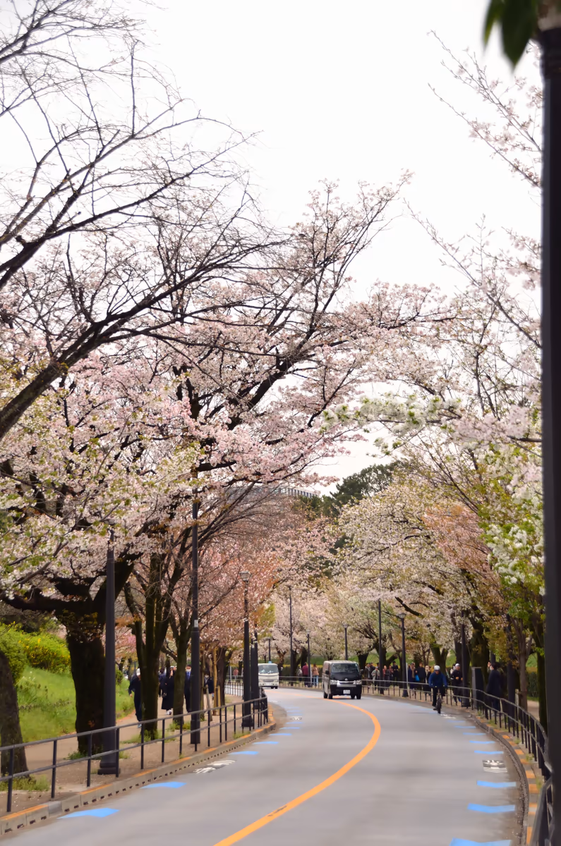 投稿写真：代官町通り桜