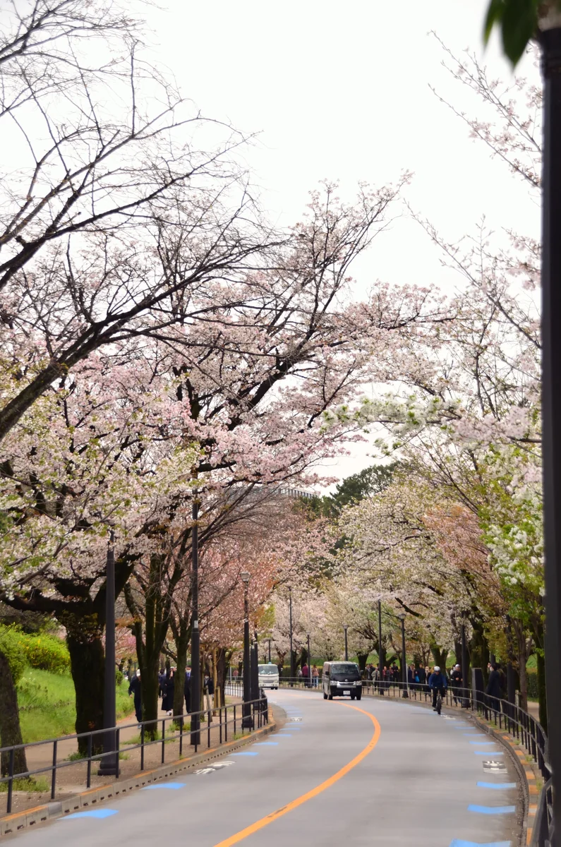 投稿写真：代官町通り桜