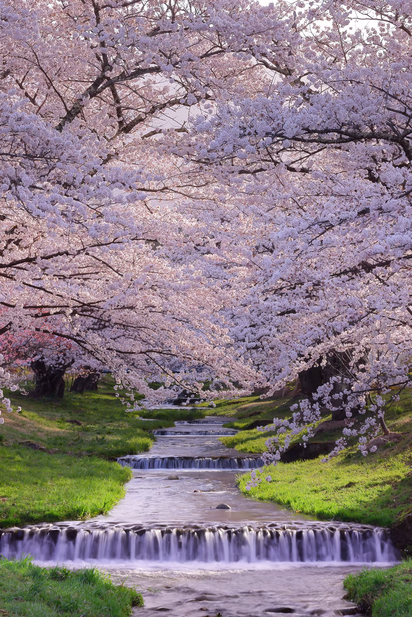 投稿写真：満開の桜並木と観音寺川の流れ