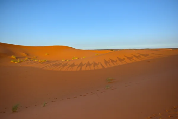 投稿：サハラのラクダ