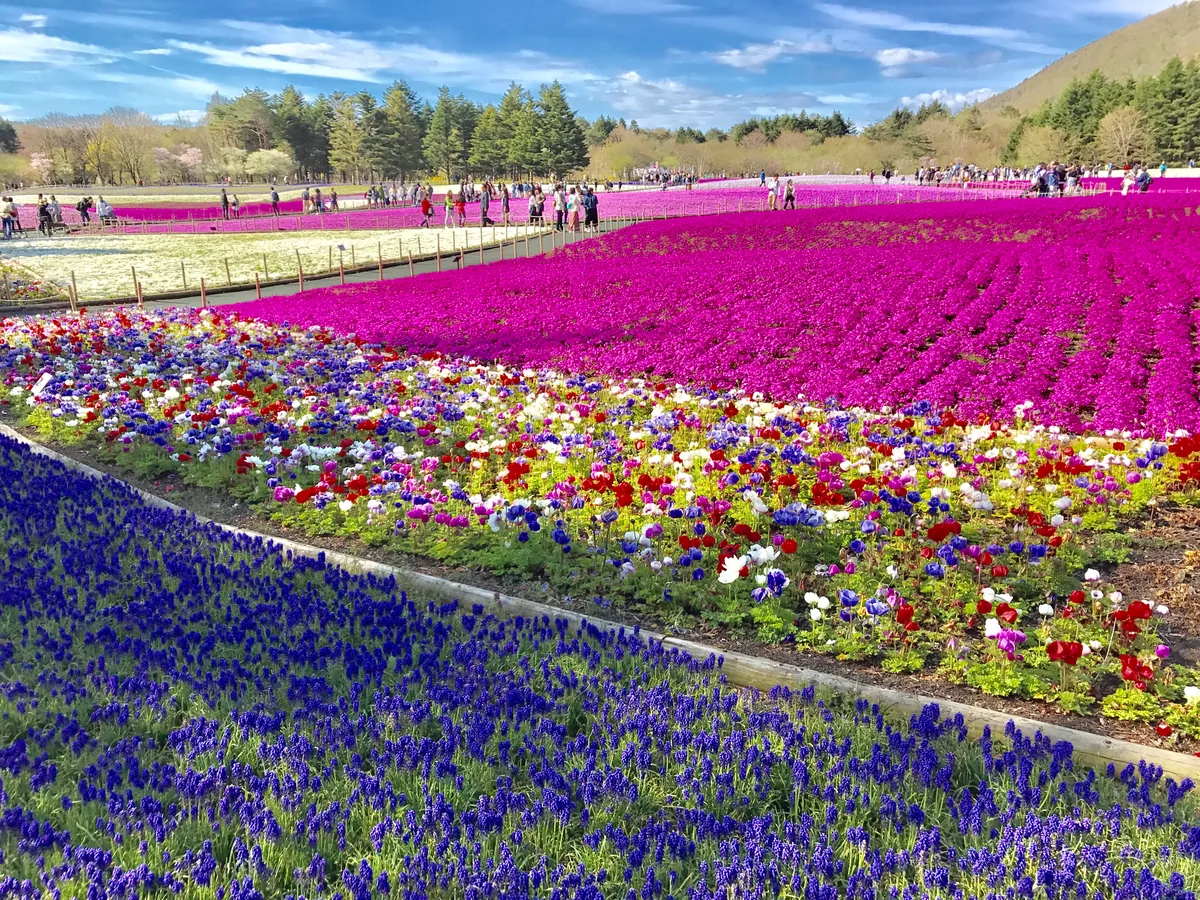 投稿写真：大地を染めた様々な色彩