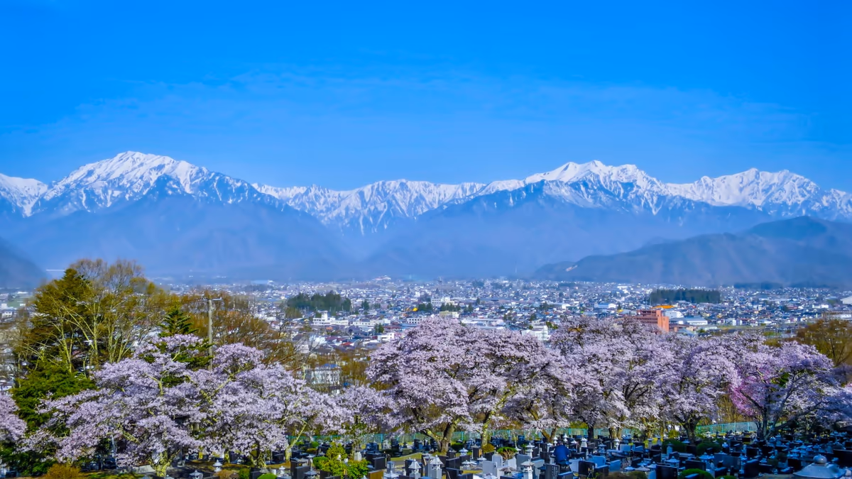 投稿写真：残雪のの北アルプスと満開の桜