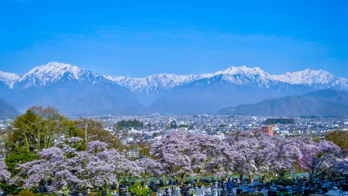 投稿写真：残雪のの北アルプスと満開の桜