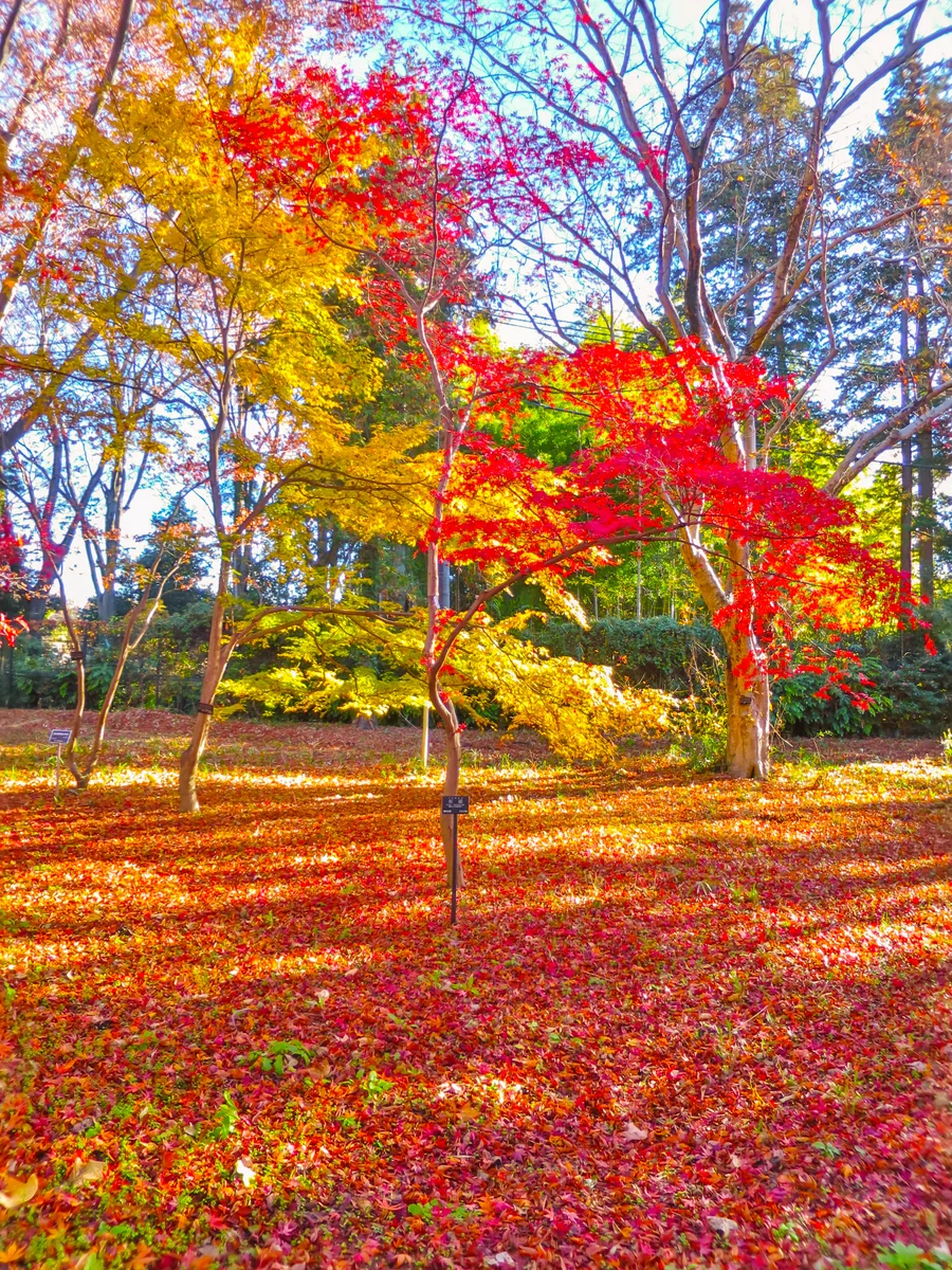 投稿写真：もみじの紅葉と赤い落葉の絨毯