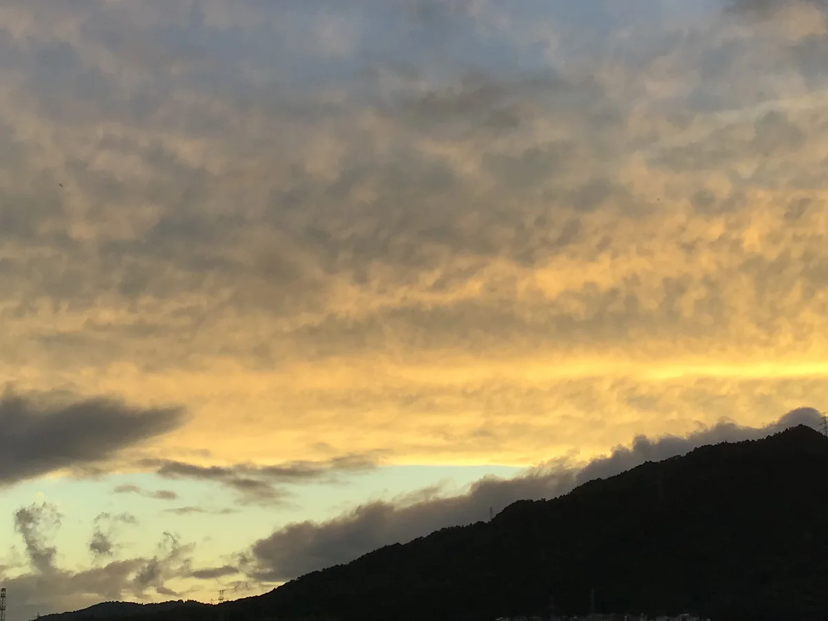 投稿写真：生き物？