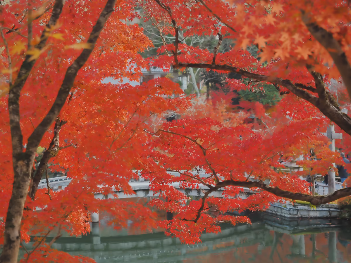 投稿写真：永観堂放生池　水辺の紅