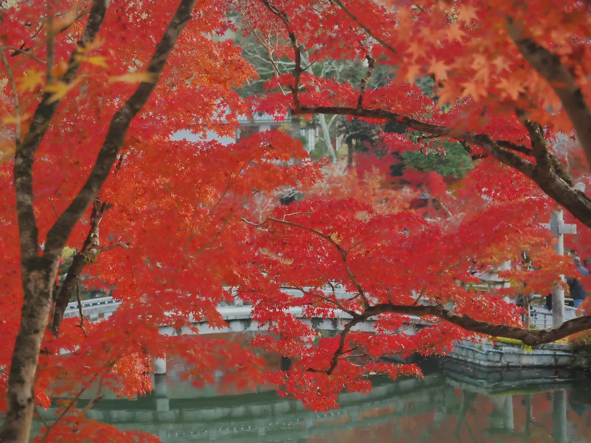 投稿写真：永観堂放生池　水辺の紅