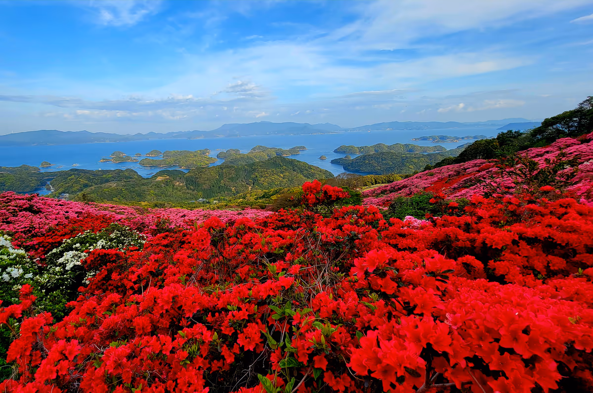 投稿写真：つつじの海