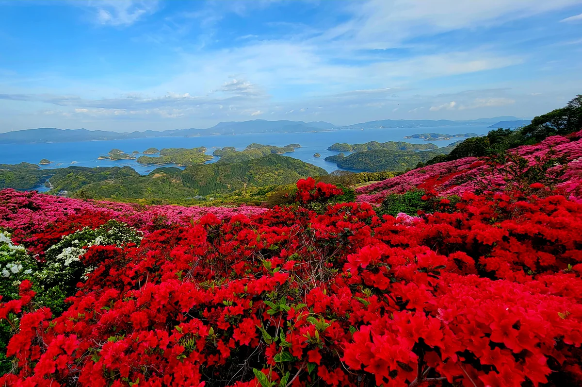 投稿写真：つつじの海
