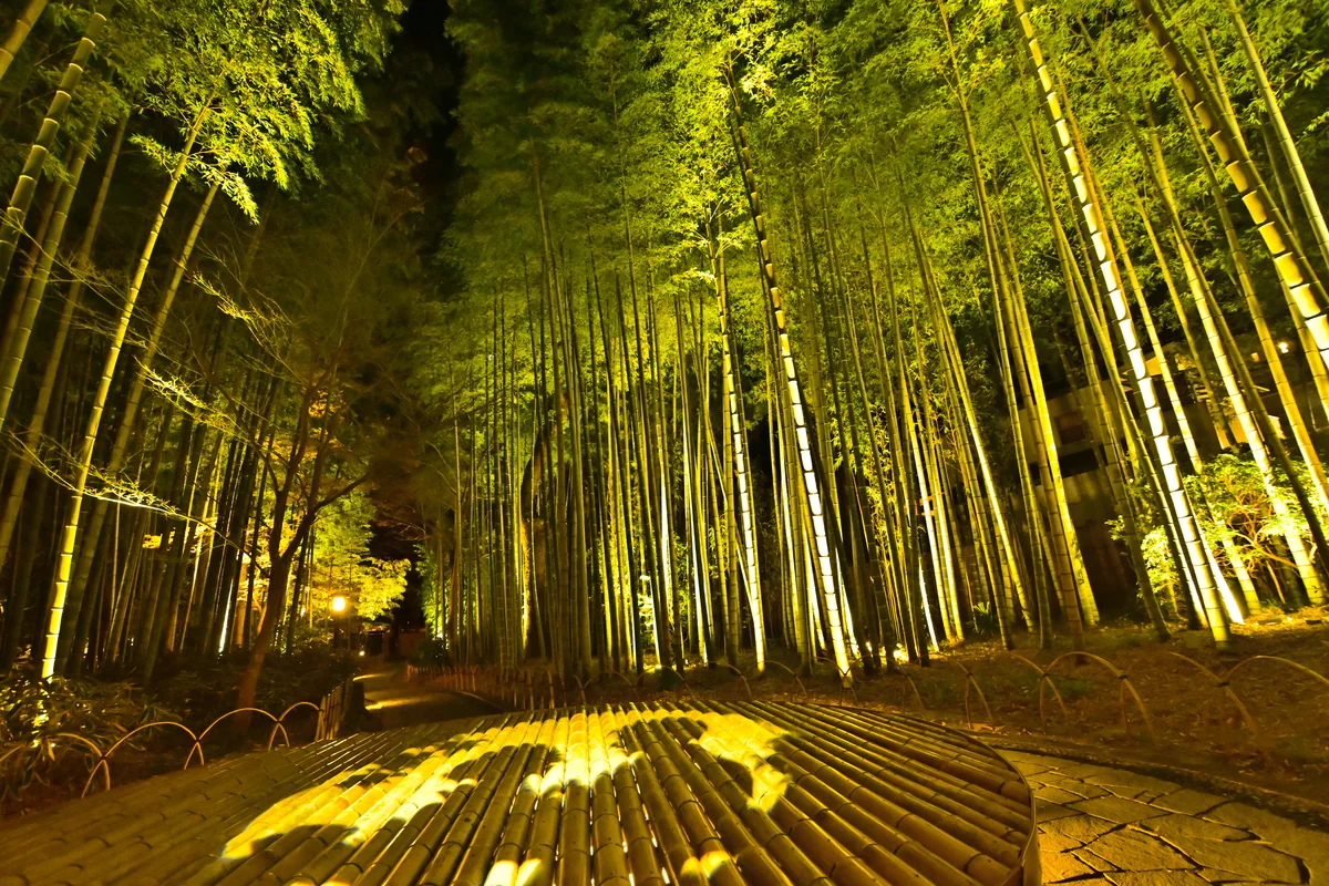 投稿写真：竹林の小径