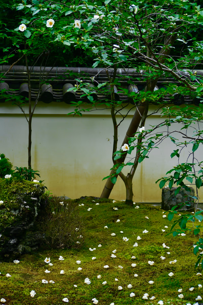 投稿写真：沙羅双樹の花の色  盛者必衰の理をあらはす