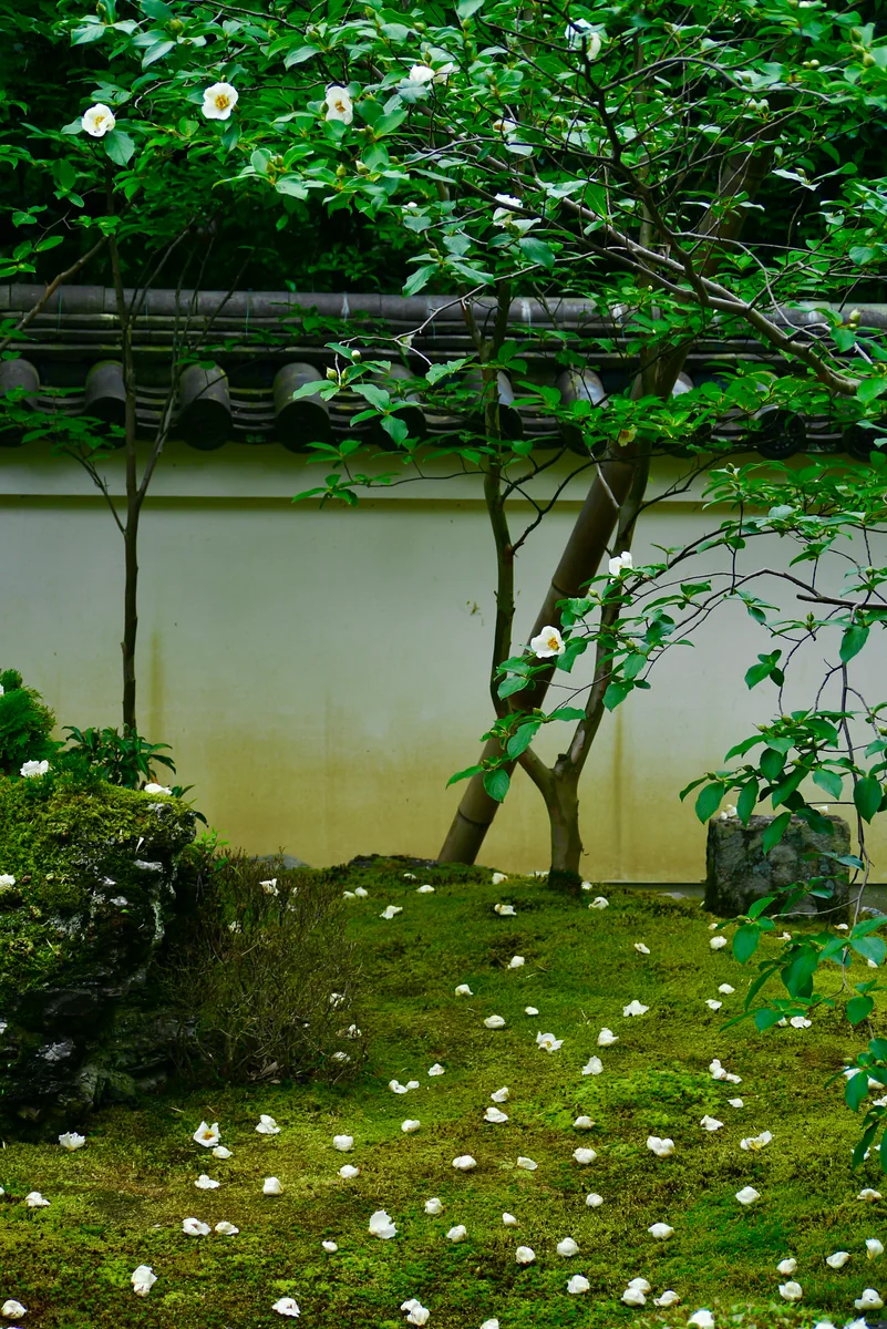 投稿写真：沙羅双樹の花の色  盛者必衰の理をあらはす