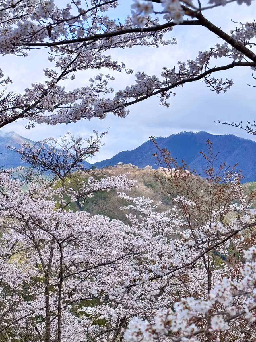投稿写真：桜の雲海と天空の城