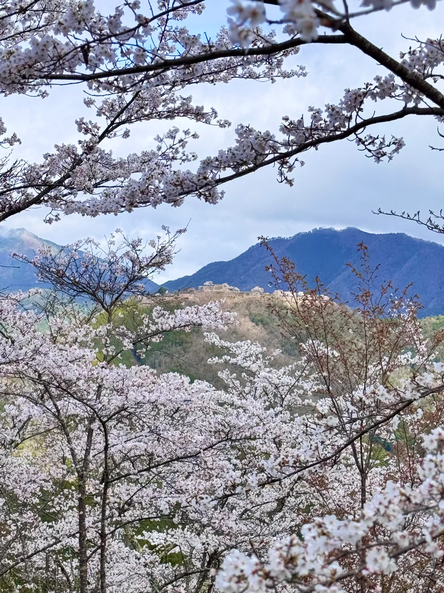 投稿写真：桜の雲海と天空の城
