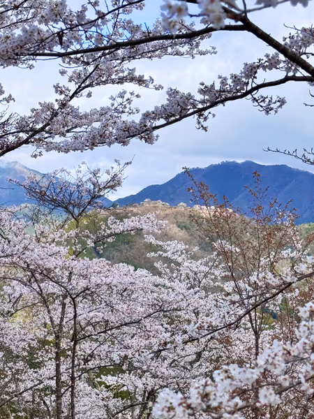 投稿：桜の雲海と天空の城