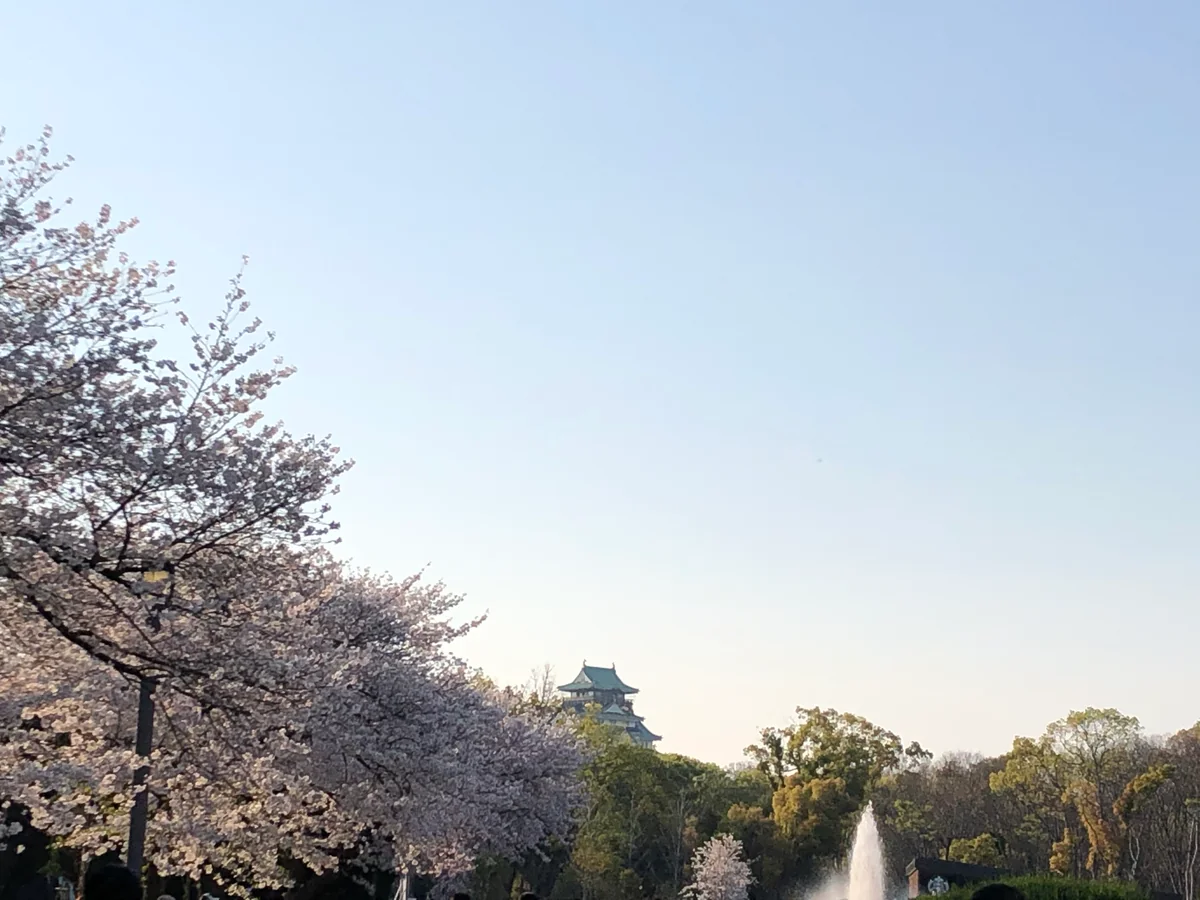 投稿写真：大阪城と桜