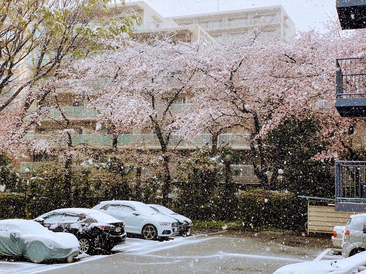 投稿写真：満開の桜に雪が降る