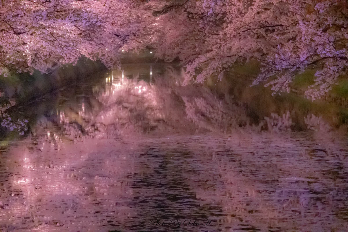 投稿写真：花筏とリフレクション