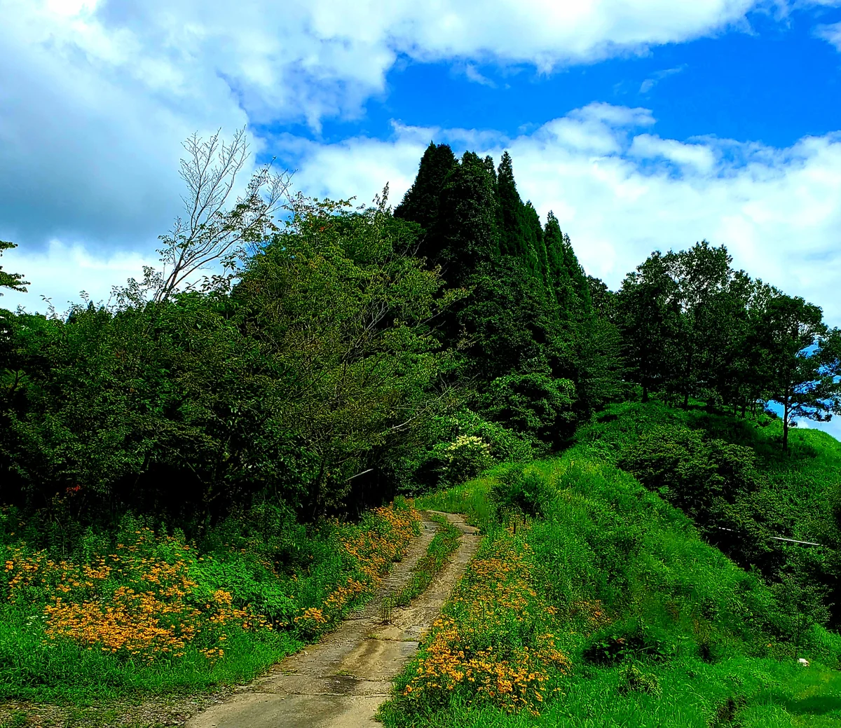 投稿写真：トトロみたいな森