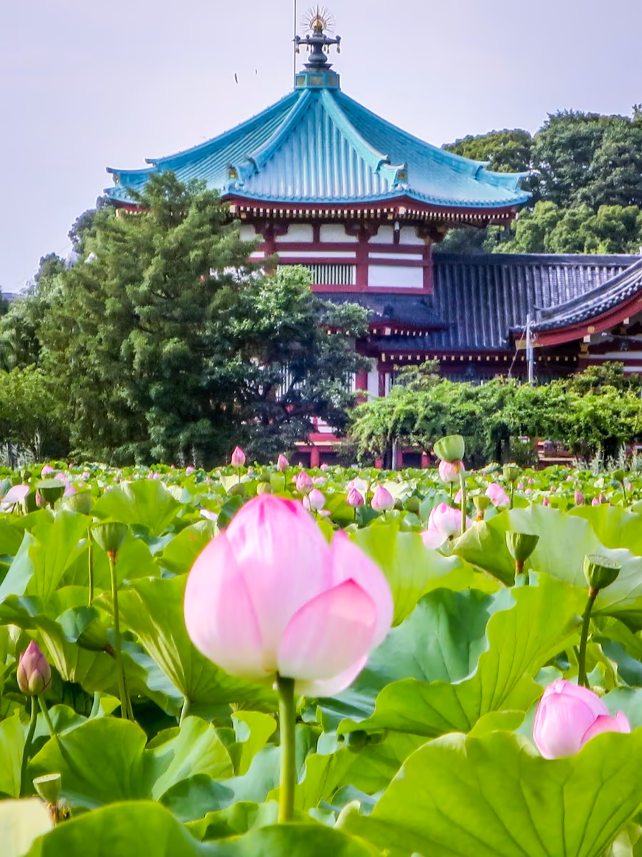投稿写真：不忍池辨天堂とハスの花