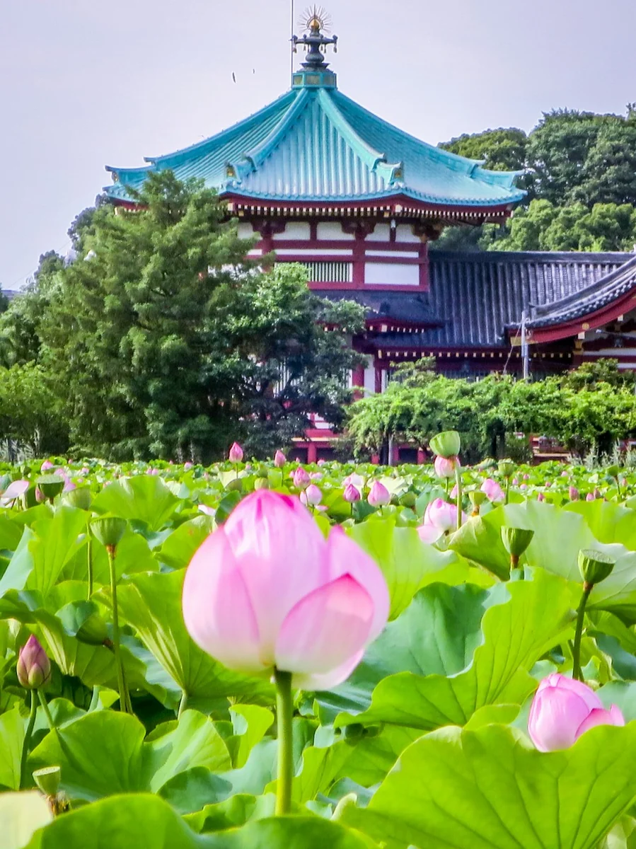 投稿写真：不忍池辨天堂とハスの花