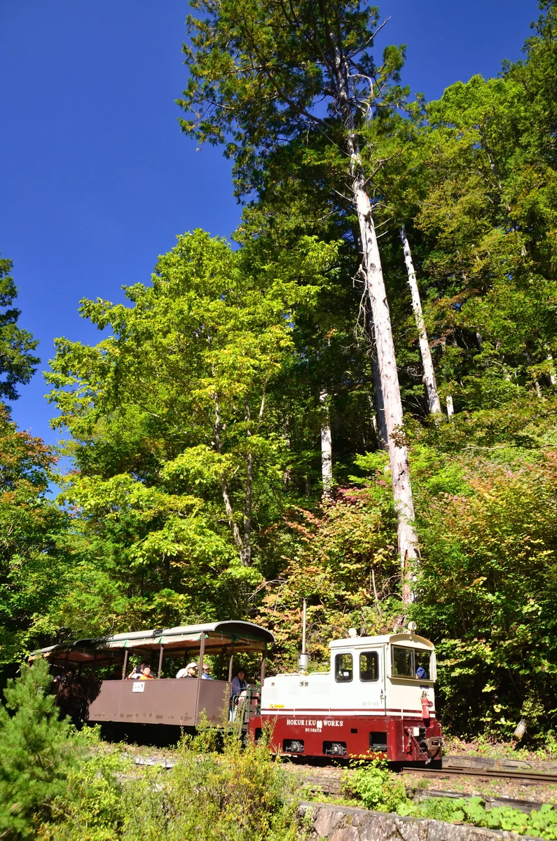 投稿写真：神の大樹