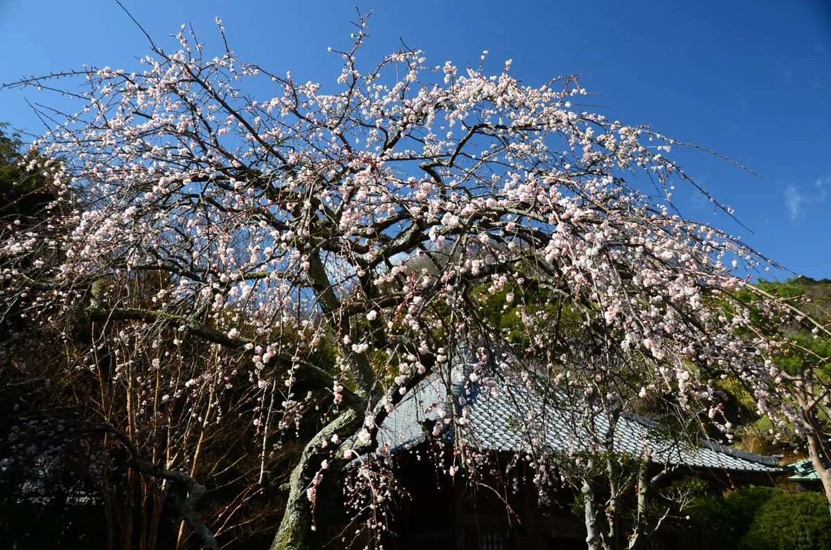 投稿写真：海蔵寺　梅の花
