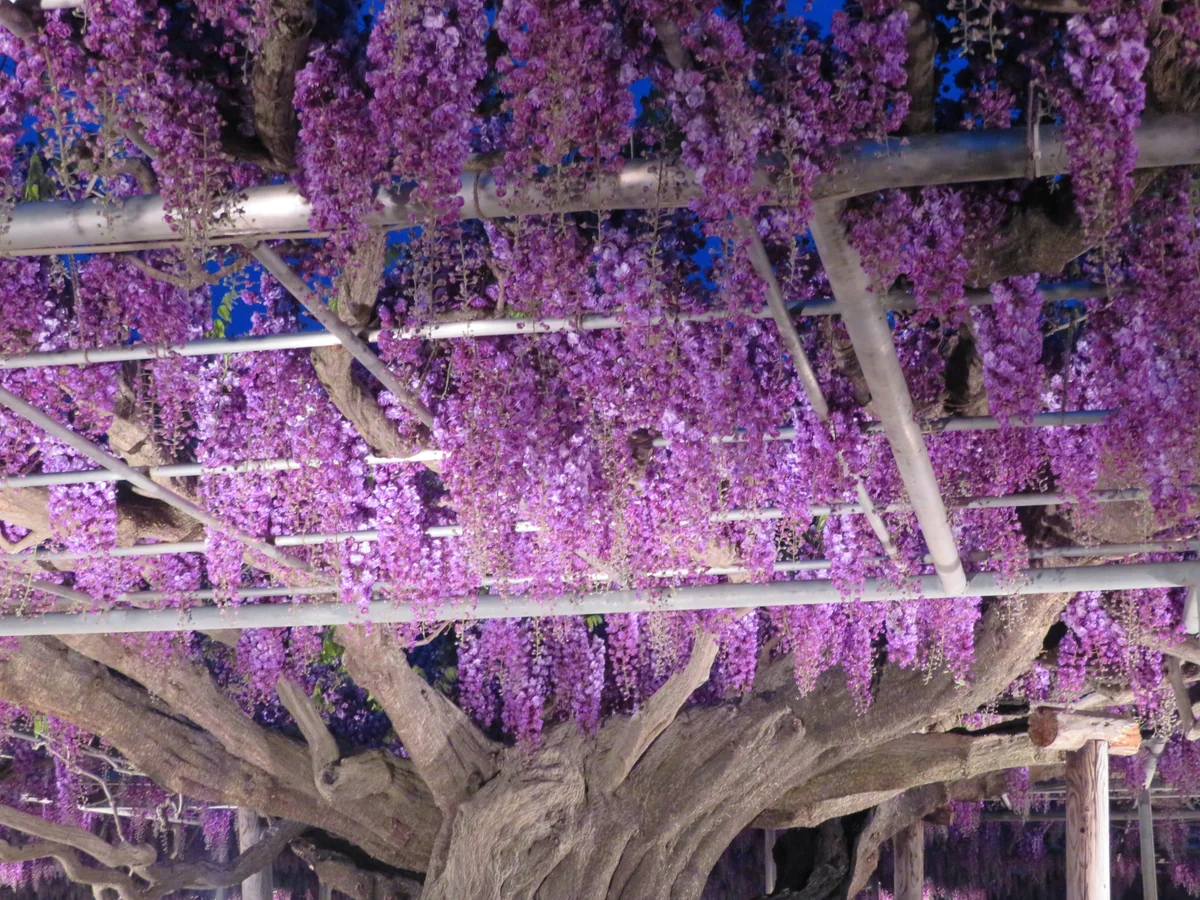 投稿写真：『大樹の藤』／あしかがフラワーパーク