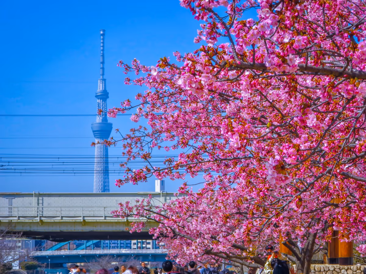 投稿写真：河津桜とスカイツリー